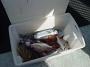 Tuncurry-PhilRoach 063